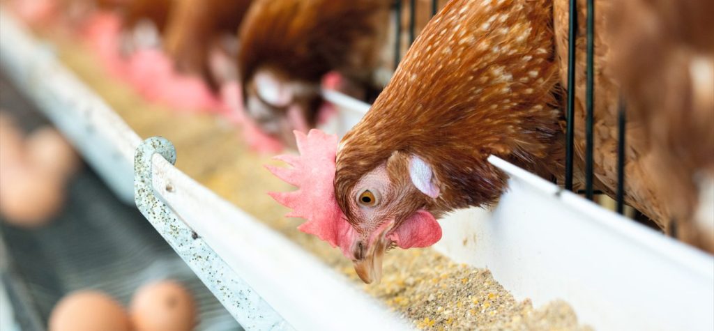 volaille stress thermique